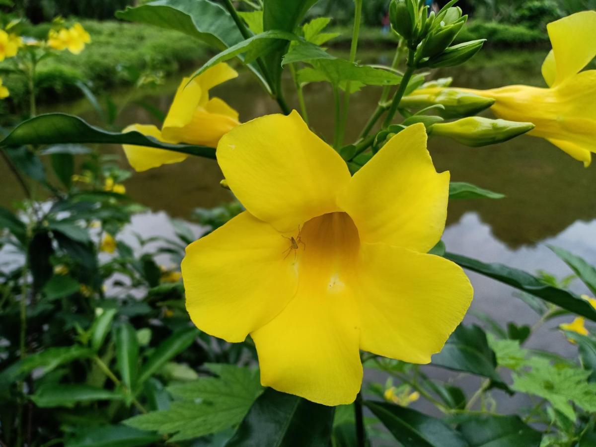 Kampoeng Karst Rammang Rammang Pension Kasijala Buitenkant foto