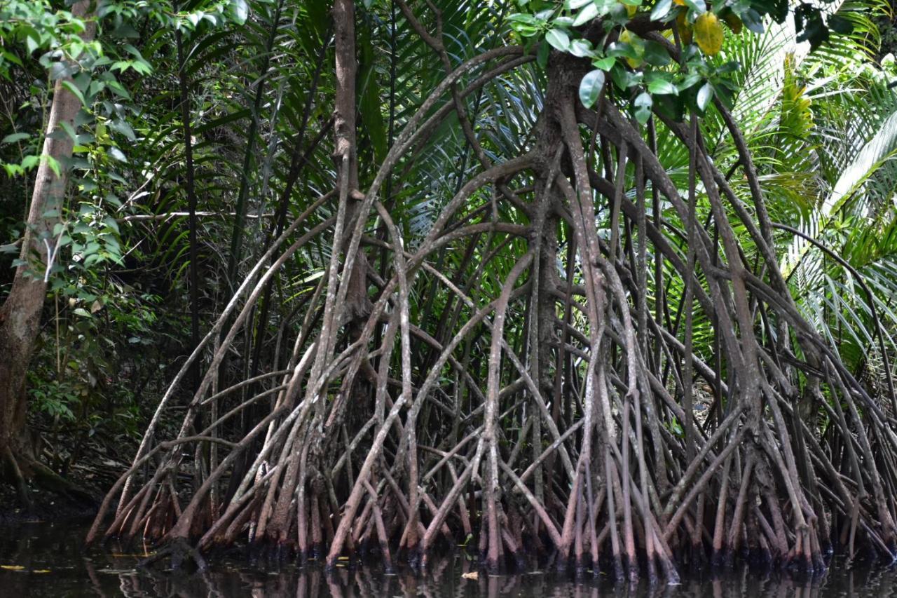 Kampoeng Karst Rammang Rammang Pension Kasijala Buitenkant foto